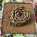 Echeveria Agavoides 'Black Queen' Round-Leaf 2" Succulent Plant