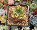 Echeveria Agavoides 'Sarabony' Hybrid 2" Succulent Plant