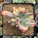 Cotyledon 'Orbiculata' Variegated 3" Succulent Plant