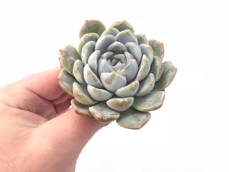 snow bunny succulent Echeveria 'Snow Bunny' 3” Rare Succulent Plant – True Succulents Plant Co