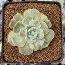 Echeveria 'Onslow' Mutated 2" Succulent Plant