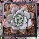 Echeveria 'German Champaign' 2"-3" Succulent Plant