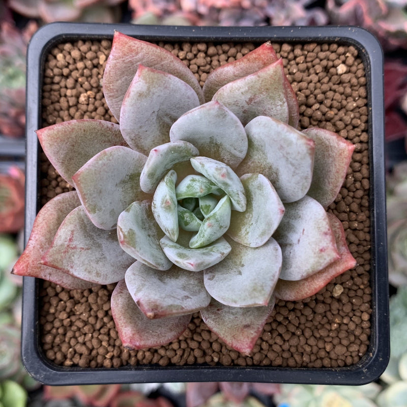 german champagne succulent Echeveria 'German Champaign' 2