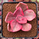 Echeveria 'Golden State' Variegated 2"-3" Succulent Plant