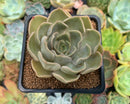 Echeveria 'Kisses' 3" Succulent Plant
