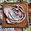 Echeveria 'Pinky' 2" Succulent Plant