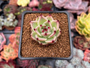 Echeveria Agavoides 'Blue Dragon' 1"-2" Succulent Plant