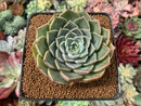 Echeveria 'Contra' 2"-3" New Hybrid Succulent Plant