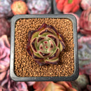 Echeveria Agavoides 'Ebony' 1" Succulent Plant