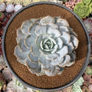 Echeveria 'Grand Shoes' 5" Large Powdery Succulent Plant
