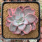Echeveria 'Pink Harin' Variegated 4" Succulent Plant