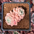 Echeveria 'Pink Spot' 1" Cluster Succulent Plant