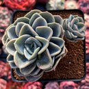 Pachyveria 'Orpet' 3" Cluster Succulent Plant