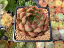 Echeveria Agavoides sp. 3" Succulent Plant