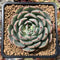 Echeveria 'Luma' 2"-3" Succulent Plant