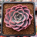Echeveria 'Tinkerbell' 2" Succulent Plant
