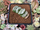 Haworthia Truncata 'Woohee' 2" Succulent Plant