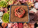 Echeveria 'Firemon' 1" Succulent Plant
