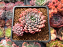 Echeveria 'Chrissy N Ryan' 2” Succulent Plant