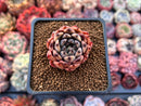 Echeveria Agavoides 'Black tip' 1" Small Succulent Plant