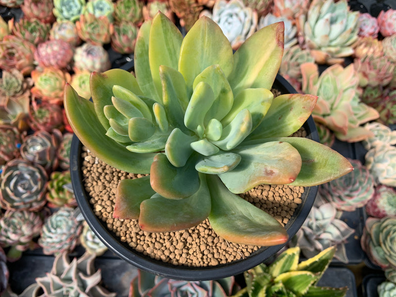 pachyveria succulent Pachyveria 'Cypress' Variegated 5" Succulent Plant