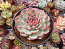 Echeveria 'Silhouette' Extra Large 5" Powdery Succulent Plant