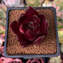 Echeveria Agavoides 'Luming' 2" Succulent Plant