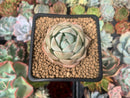 Echeveria 'Seog-yeonhwa' 2" Succulent Plant