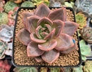Echeveria Agavoides 'Baekya' 3" Succulent Plant