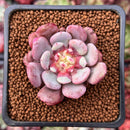 Echeveria 'Juliana Pink' 1"-2" New Hybrid Succulent Plant
