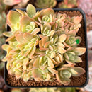 Echeveria 'Pastel' Crested 3" Succulent Plant