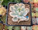 Echeveria Runyonii Variegated (Aka Echeveria 'Akaihosi' Variegated) 2" Succulent Plant