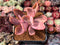Pachyveria 'Pampoteus' Variegated 3" Succulent Plant