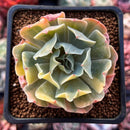 Echeveria 'Butterfly Dot' Variegated 2” Succulent Plant