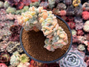 Echeveria 'Pulvinata 'Frosty' Crested 3" Succulent Plant