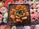 Echeveria Agavoides 'Venus' 1" Succulent Plant