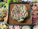 Echeveria 'Marcel' 2" Succulent Plant