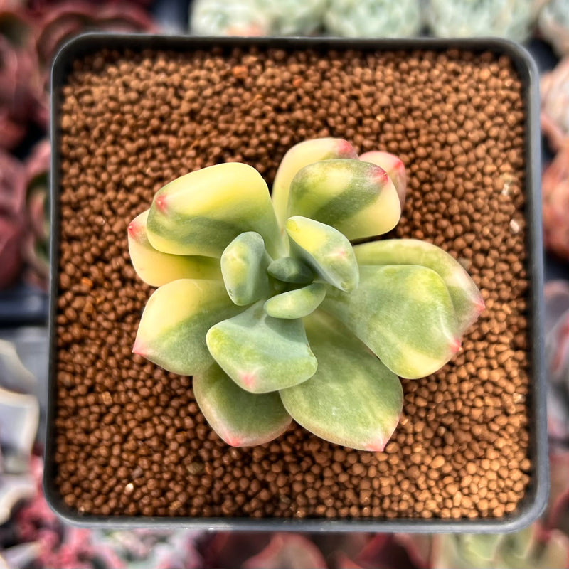 dr cornelius succulent Pachyphytum 'Doctor Cornelius' Variegated 1"-2" Succulent Plant – True Succulents  Plant Co