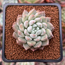 Echeveria 'Hayalobi' 2" Powdery Succulent Plant