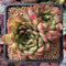 Echeveria Agavoides 'Polerence' 3" Succulent Plant