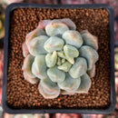 Echeveria 'Cream Puff' 2" Succulent Plant