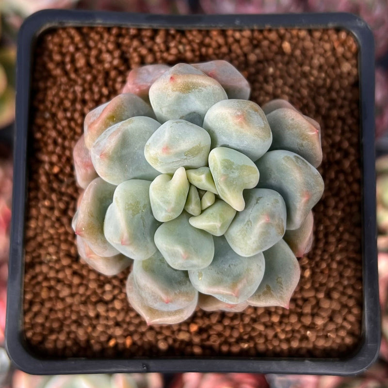 cream puff succulent Echeveria 'Cream Puff' 2" Succulent Plant – True Succulents Plant Co