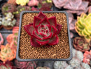 Echeveria Agavoides 'Magic Crown' 2" Succulent Plant