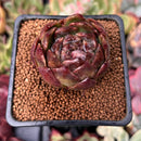 Echeveria Agavoides sp. 1" Succulent Plant