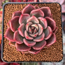 Echeveria Agavoides 'Black Tetra' 2" Succulent Plant