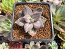 Echeveria 'Xichuensis' 2" Succulent Plant