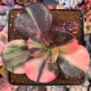 Echeveria 'Primadonna' Variegated 3" Succulent Plant