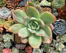 Echeveria 'Luella' Variegated 2" Succulent Plant