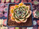 Echeveria Agavoides 'Sarabony' 2" (Seed Grown) Succulent Plant