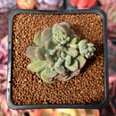 Echeveria 'Denteulajjaem' Variegated 1" Succulent Plant